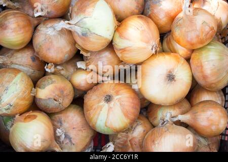 Raccogliere cipolle, molti di cipolle arancioni sfondo autunno Foto Stock