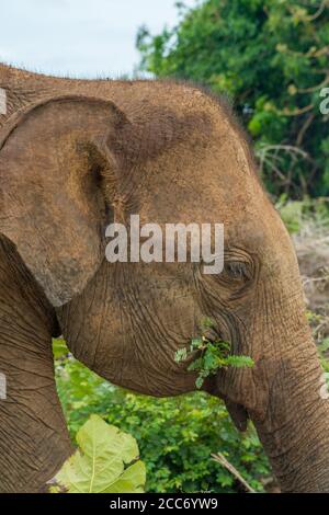 Primo piano di un elefante asiatico che mangia in cespugli di foresta della giungla nel parco naturale nazionale di Udawalawe, Sri Lanka. Formato verticale Foto Stock