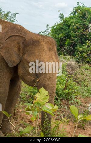 Primo piano di un elefante asiatico che mangia in cespugli di foresta della giungla nel parco naturale nazionale di Udawalawe, Sri Lanka. Formato verticale Foto Stock
