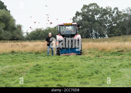 Coltivatore che sparge la carne da un trattore per nutrire i Red Kites, Gitrin Farm Red kite Feeding Center, Rhayader, Powys, Galles UK Foto Stock