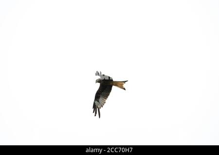 Aquilone rosso che svetta contro il cielo bianco con le ali allungate Foto Stock