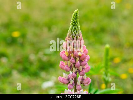 Un macro shot di una fioritura di lupino rosa. Foto Stock