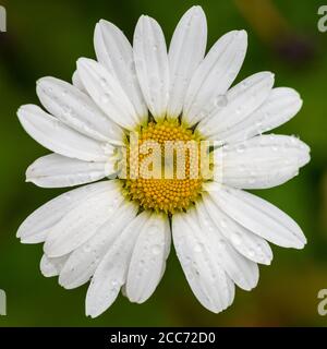 Una ripresa macro di un umido oxeye daisy bloom. Foto Stock