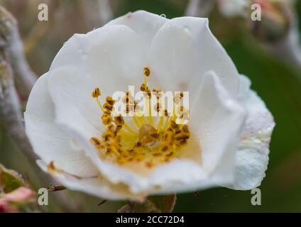 Una ripresa macro di un bianco rosa selvatica bloom. Foto Stock