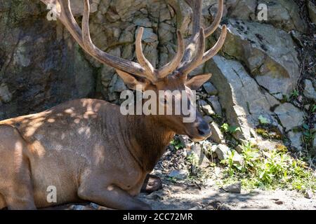 Un grande cervo rosso con grandi antlers è sdraiato a terra da rocce in parziale ombra in una giornata di sole. Foto Stock