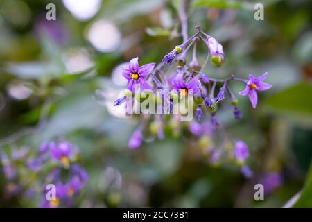 Ombra bitterdolce (Solanum dulcamara) fiori e boccioli con foglie da vicino Foto Stock