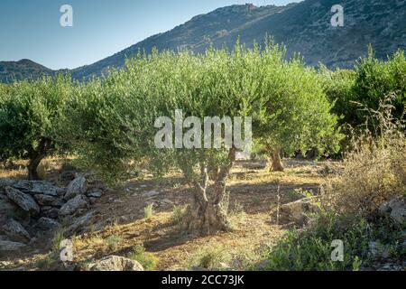 Ulivo sulla collina. Piantagione di olive sullo sfondo. Paesaggio con alberi di ulivo. Agricoltura industriale coltivazione di olivi. Olivi greci Foto Stock