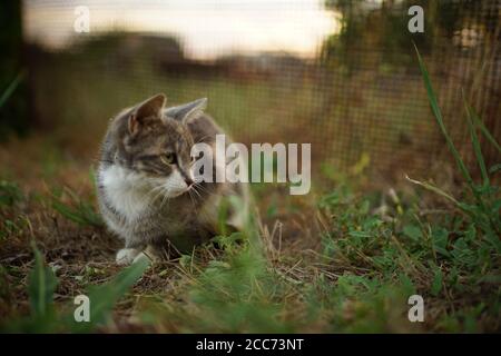 gattino grigio seduto nel giardino estivo sull'erba. Foto Stock