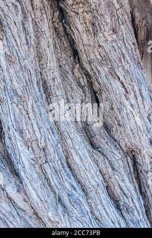 Tronco di tessitura di un vecchio ulivo elemento di disegno naturale. Struttura di un tronco un vecchio olivo. Macro di una corteccia di olivo. Legno di oliva backgroun Foto Stock