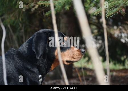 Black e Tan Coonhound in lontananza Foto Stock
