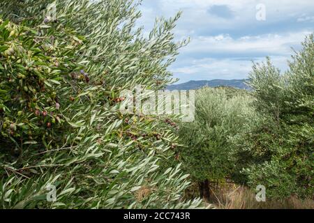 Olivo pieno di olive. Rami di olive con frutta su di loro. Raccolta di olive a Creta, Grecia. Olive fresche sull'albero, produzione di olio d'oliva e co Foto Stock