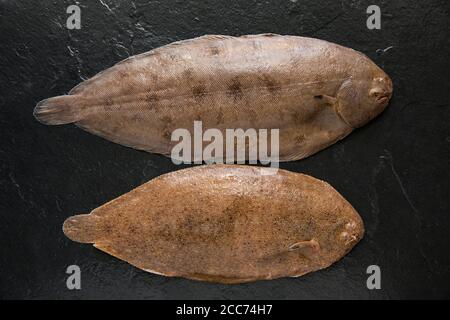 Una suola di dover, Solea solea, sopra una suola di sabbia, Pegusa lascaris, che sono state catturate nella Manica e fotografate su uno sfondo scuro di ardesia. IT Foto Stock