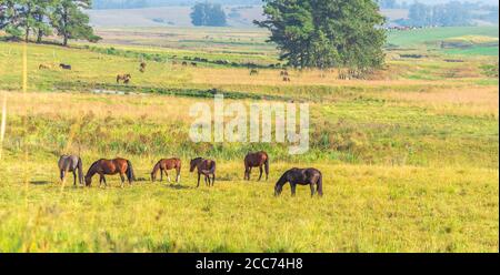 Campo di allevamento di cavalli. Cavalli della razza creola. Freno dorato. Haras. Centro di addestramento equino. Equitazione animali. Paesaggio rurale. Interno di aziende agricole. Foto Stock