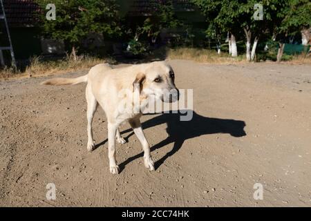 Cane malato e solitario randagio ​​trying a stare in piedi e il suo ombreggiatura a terra Foto Stock