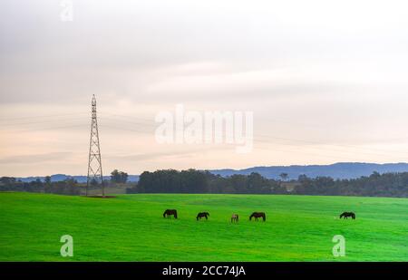 Cavalli creoli. Campo di allevamento equino. Mattina invernale e gelo nel sud del Brasile. Cavalli che pascolano. Regione di Pampa biome. Paesaggio rurale. Animali per pe Foto Stock