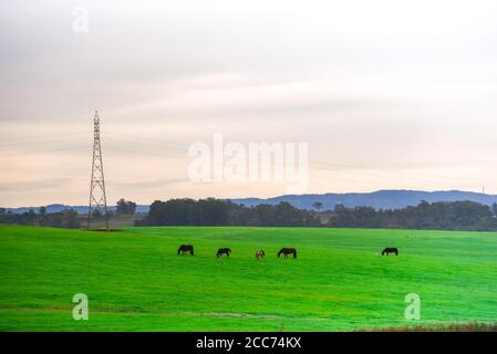 Cavalli creoli. Campo di allevamento equino. Mattina invernale e gelo nel sud del Brasile. Cavalli che pascolano. Regione di Pampa biome. Paesaggio rurale. Animali per pe Foto Stock