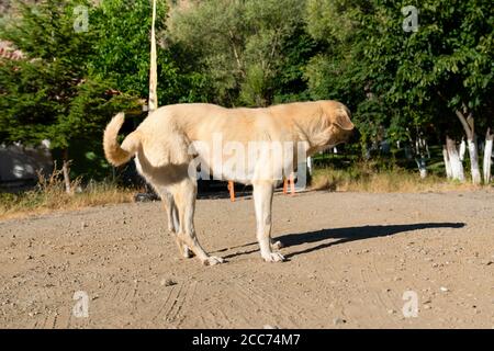 Cane malato e solitario randagio ​​trying a stare in piedi e il suo ombreggiatura a terra Foto Stock