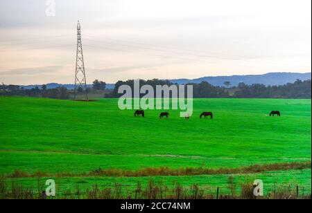 Cavalli creoli. Campo di allevamento equino. Mattina invernale e gelo nel sud del Brasile. Cavalli che pascolano. Regione di Pampa biome. Paesaggio rurale. Animali per pe Foto Stock