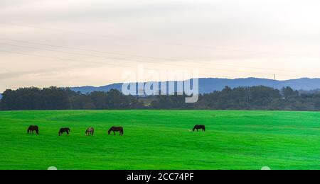 Cavalli creoli. Campo di allevamento equino. Mattina invernale e gelo nel sud del Brasile. Cavalli che pascolano. Regione di Pampa biome. Paesaggio rurale. Animali per pe Foto Stock