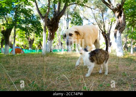 Gatto e cane trascorrono il tempo insieme in un campeggio Foto Stock