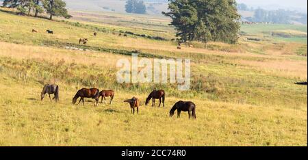 Creole cavalli. Paesaggio rurale. Allevamento equino in Brasile. Interno. Lavoro e animali da fattoria. Foto Stock