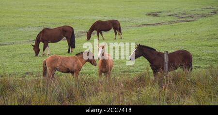 Cavalli creoli. Mattina invernale e gelo nel sud del Brasile. Cavalli che pascolano. Regione di Pampa biome. Paesaggio rurale. Animali per penne e lavoro. Foto Stock