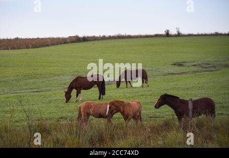 Cavalli creoli. Mattina invernale e gelo nel sud del Brasile. Cavalli che pascolano. Regione di Pampa biome. Paesaggio rurale. Animali per penne e lavoro. Foto Stock