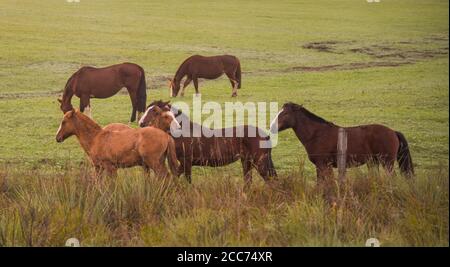 Cavalli creoli. Mattina invernale e gelo nel sud del Brasile. Cavalli che pascolano. Regione di Pampa biome. Paesaggio rurale. Animali per penne e lavoro. Foto Stock