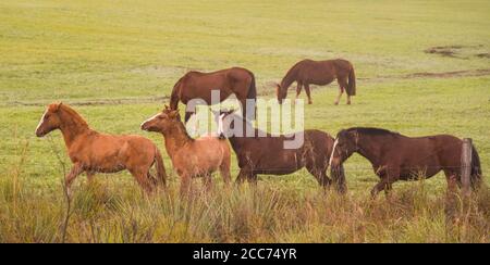 Cavalli creoli. Mattina invernale e gelo nel sud del Brasile. Cavalli che pascolano. Regione di Pampa biome. Paesaggio rurale. Animali per penne e lavoro. Foto Stock