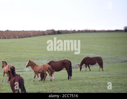 Cavalli creoli. Mattina invernale e gelo nel sud del Brasile. Cavalli che pascolano. Regione di Pampa biome. Paesaggio rurale. Animali per penne e lavoro. Foto Stock