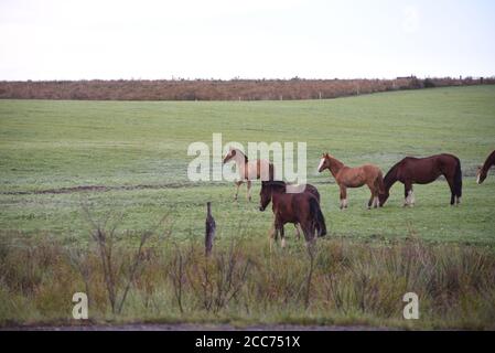 Cavalli creoli. Mattina invernale e gelo nel sud del Brasile. Cavalli che pascolano. Regione di Pampa biome. Paesaggio rurale. Animali per penne e lavoro. Foto Stock