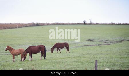 Cavalli creoli. Mattina invernale e gelo nel sud del Brasile. Cavalli che pascolano. Regione di Pampa biome. Paesaggio rurale. Animali per penne e lavoro. Foto Stock