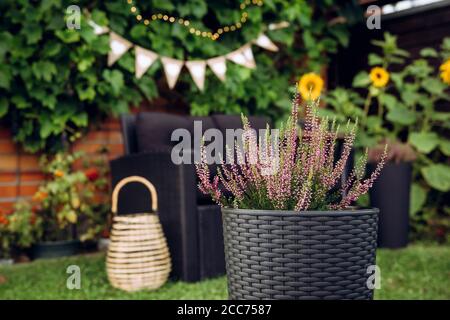 Fuoco selettivo su fiore di erica in vaso rosa che cresce in pentola di rattan di plastica nera. Su sfondo sfocato sono sedie mobili da giardino, lanterna di bambù. Foto Stock