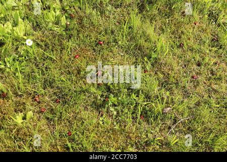 Sul terreno, accanto ad un roseto, ci sono un sacco di fianchi di rosa rosso brillante, caduti dal roseto. Potete usarli per fare la salsa del rosehip. Foto Stock