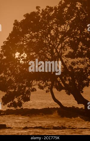 Prendendo il sole sbirciando attraverso i rami di un albero, sulla costa delle Hawaii Foto Stock