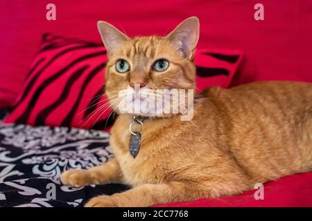 Gabby, un gatto di shorthair domestico arancione Foto Stock