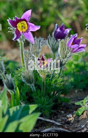 Nahaufnahme von blühenden Pulsatille vulgaris, der europäischen oder gewöhnlichen Küchenschelle, Weilerswist, Nordrhein-Westfalen, Deutschland Foto Stock