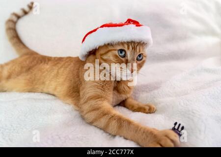 Gabby, un gatto di shorthair domestico arancione Foto Stock