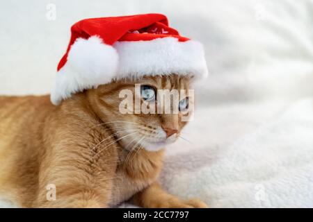 Gabby, un gatto di shorthair domestico arancione Foto Stock