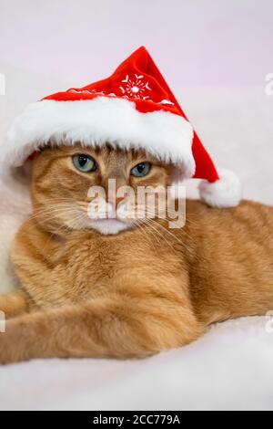 Gabby, un gatto di shorthair domestico arancione Foto Stock