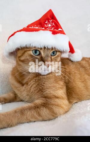 Gabby, un gatto di shorthair domestico arancione Foto Stock