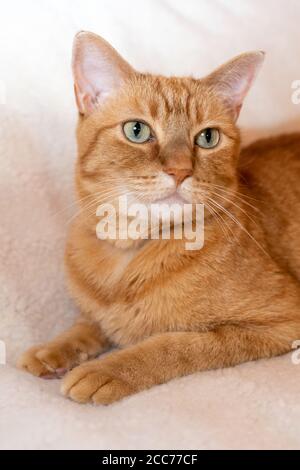 Gabby, un gatto di shorthair domestico arancione Foto Stock