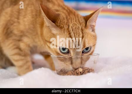 Gabby, un gatto di shorthair domestico arancione Foto Stock