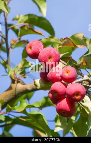 Primo piano sulla frutta di granchio a Hood River, Oregon, USA Foto Stock