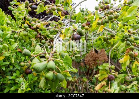 Fichi che crescono sull'albero di Fig Foto Stock