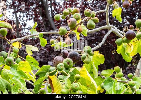 Fichi che crescono sull'albero di Fig Foto Stock