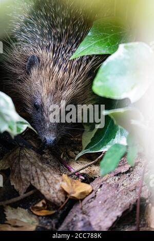 Un riccio che raccoglie foglie autunnali per prepararsi all'ibernazione, Regno Unito Foto Stock