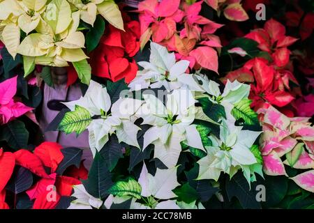 Stella di Natale, poinsettia fiori di diversi colori primo piano. Vista dall'alto delle piante per le vacanze. Messa a fuoco selettiva. Festa di Natale in inverno Foto Stock