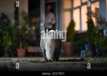 Ravvicinato posteriore dell'animale urbano del tasso (Meles meles) che visita il giardino di notte. Uomo alla porta della casa guardando la fauna selvatica del Regno Unito stupefacente. Foto Stock