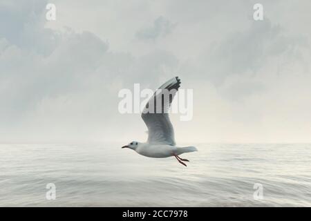 seagull vola liberamente nel cielo sopra l'oceano Foto Stock